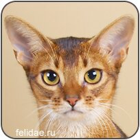 Абиссинская /Abyssinian (ABY)